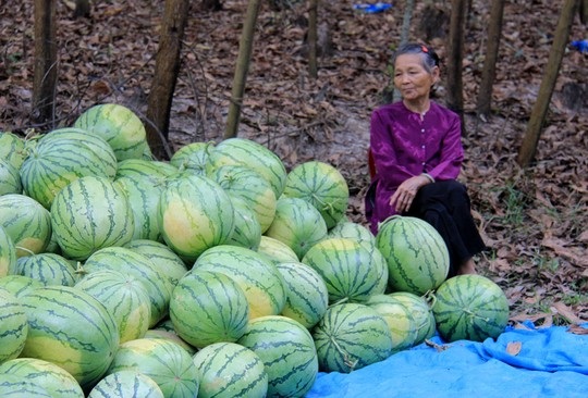 Dưa hấu chín rục ngoài đồng vì không ai mua - 2 Không có thương lái thu mua, nhiều nông dân đem dưa đi bán lẻ gỡ lại ít vốn liếng.