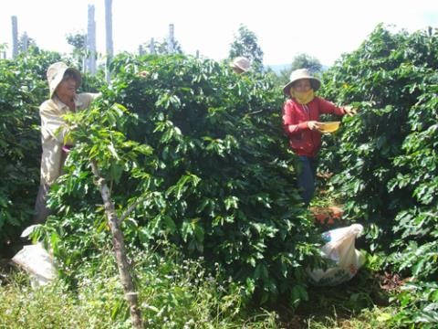 Nông dân được cảnh báo về việc Trung Quốc có thể lũng đoạn thị trường hồ tiêu