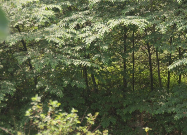 Các loại cây chen lấn nhau mọc um tùm