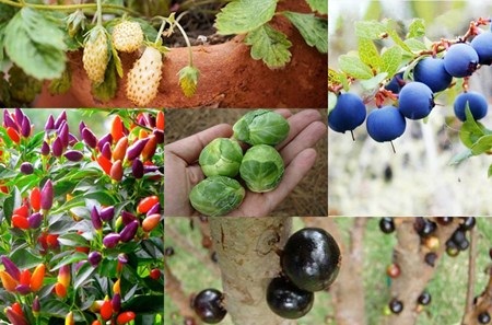 Những nông sản lạ tự trồng “đốn tim” dân Thủ đô - 1 Chịu chơi bỏ tiền triệu mua hạt giống việt quất