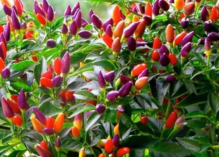 Những nông sản lạ tự trồng “đốn tim” dân Thủ đô - 5 Hạt giống ớt bi nhiều màu.