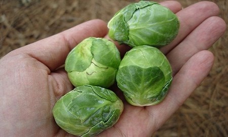 Những nông sản lạ tự trồng “đốn tim” dân Thủ đô - 6 Hạt giống ớt bi nhiều màu.