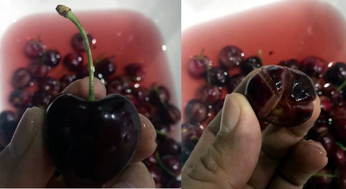 Cherry "ngoại" tiền triệu: Đột biến màu, nứt toác - 1 Cherry ngoại tiền triệu: Đột biến màu, nứt toác