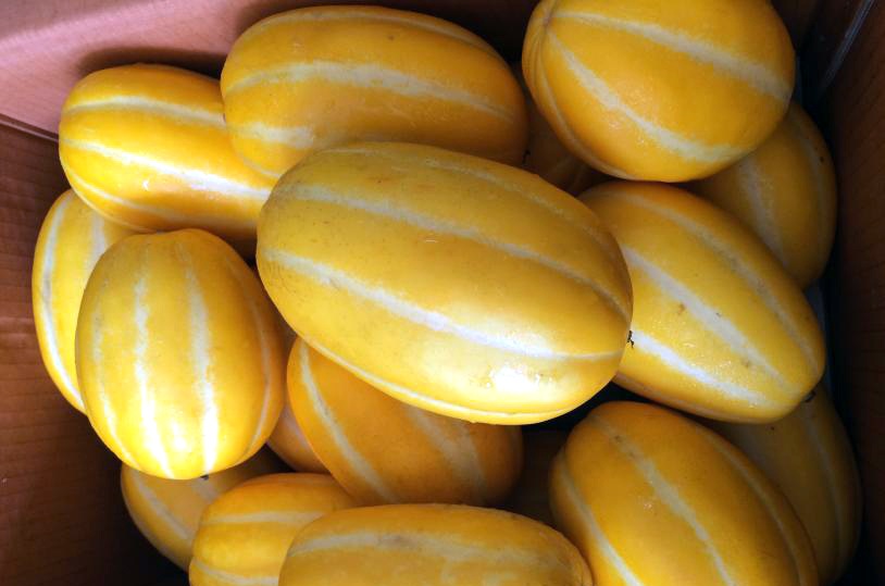 Săn dưa vàng Hàn Quốc đắt đỏ, bỏ dưa hấu ế thối - 1 Dưa lê Hàn Quốc mặc dù đắt gấp 30-40 lần dưa hấu Việt nhưng vẫn được giới sành ăn săn mua
