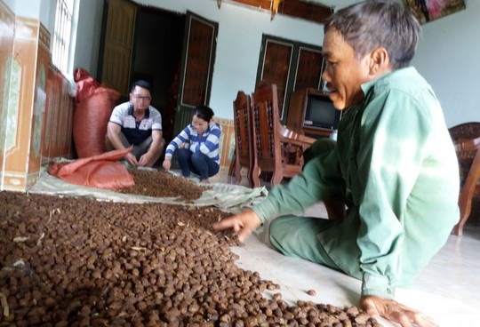 Thương lái Trung Quốc lại săn lùng hạt ươi - 1 Đại lý thu mua nông sản N.L còn hơn 500 kg hạt ươi nhưng chưa chịu bán.
