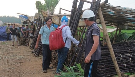 Đốt bỏ 1.000 ha mía tím: Lặp lại kịch bản dưa hấu, hành tím - 1 Giá mía tím ở Hòa Bình đang rớt 50-60% so với năm ngoái. Ảnh: Bình Sơn.