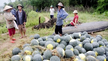 Xuất khẩu nông sản: Vai trò tham tán thương mại ở đâu? - 1 Xuất khẩu nông sản: Vai trò tham tán thương mại ở đâu?