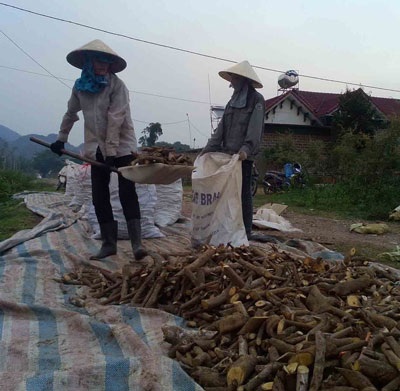 Cây thuốc quý chảy sang Trung Quốc - 1 Người dân huyện Quỳ Hợp thu gom cây ba gạc, huyết đằng bán cho thương lái đem sang Trung Quốc