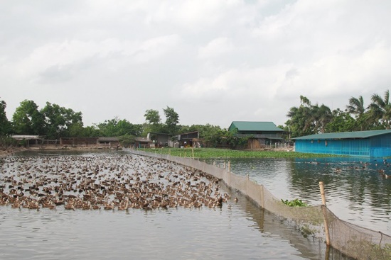 Tỷ phú...vịt trời - 1 Một góc nhỏ trong xứ sở vịt trời của anh Cường
