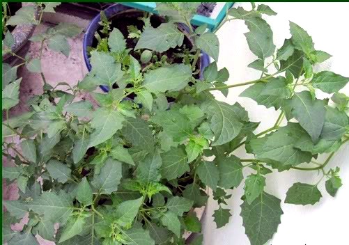 Nhiều nhà còn trồng cả vườn rau dại trên sân thượng