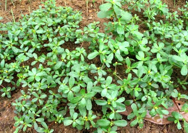 Nhiều nhà còn trồng cả vườn rau dại trên sân thượng