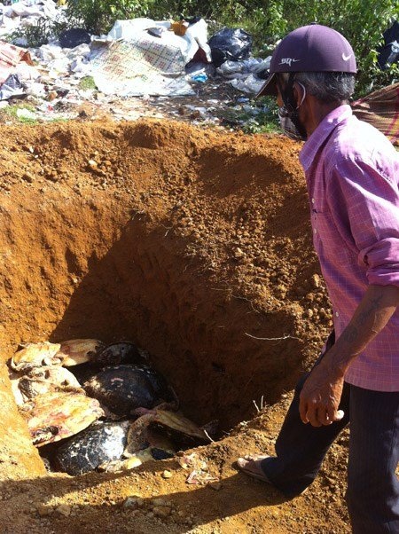 Rùa biển được chất bỏ vào hố chuẩn bị đốt, chôn lấp