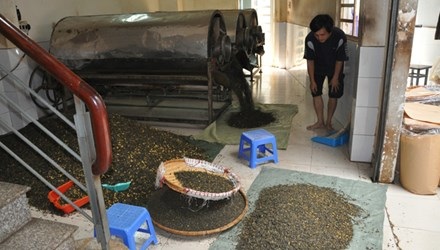 Phát hiện 12 tấn trà đang “tẩm” hóa chất - 1 Trà nguyên liệu chất đầy nhà nhưng chủ cơ sở không chứng minh nguồn gốc