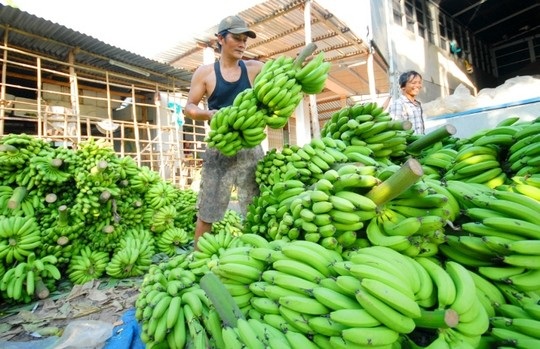 Đến lượt người trồng chuối lao đao