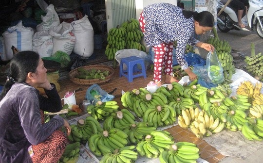 Chuối càng to… càng ế! - 3 Gần đây, người tiêu dùng chọn mua những nải chuối có kích cỡ vừa phải