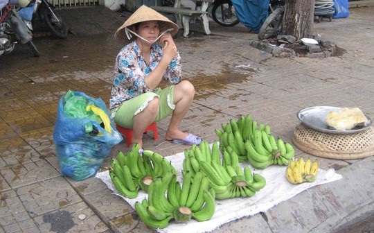 Chuối càng to… càng ế! - 4 Những nải chuối khủng thế này ít được người tiêu dùng chọn mua vì e ngại có tác động của hóa chất