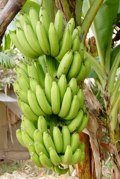 Đến lượt người trồng chuối lao đao