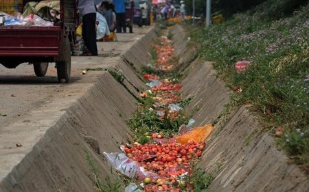 Ế ẩm, nông dân Trung Quốc đổ đào chín đầy đường - 2 Một chiếc mương cạn đầy đào ngay bên đường.