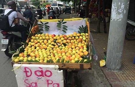 Khó phân biệt đào Sa Pa với đào Trung Quốc - 1 Khó phân biệt đào Sa Pa với đào Trung Quốc