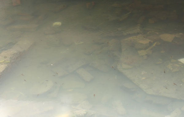 Nhiều con cá nhỏ bơi tung tăng