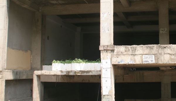 Một số hộ dân tận dụng trồng cây ở trên tầng