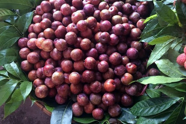 Mận hậu đang tăng giá từng ngày vì vào thời điểm cuối mùa