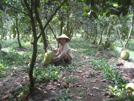 Mít Thái đầy vườn, giá rớt thê thảm - 1 Mít Thái trúng mùa nhưng người dân như đang ngồi trên... đống lửa