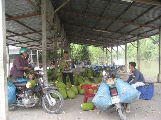 Mít Thái đầy vườn, giá rớt thê thảm - 2 Thương lái thu mua mít rất nhỏ giọt