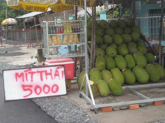 Mít Thái đầy vườn, giá rớt thê thảm - 5 Giá mít Thái rớt thê thảm