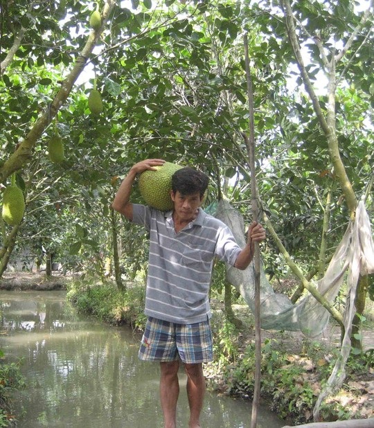 Mít Thái đầy vườn, giá rớt thê thảm - 6 Một trái mít cả chục ký nhưng bán được số tiền bằng... một tô hủ tiếu bình dân