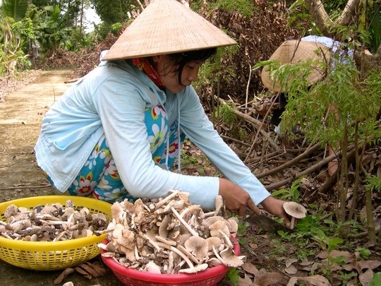Nấm mối bạc triệu vẫn vui vẻ trả tiền - 2 Thời tiết năm nay nắng nóng, ít mưa nên lượng nấm thu hoạch cũng giảm hẳn. Ảnh: Ngọc Trinh