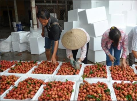 Quả vải Việt thua Trung Quốc ở Mỹ: Nhìn thẳng nguyên nhân - 1 Nhiều chi phí đang khiến quả vải cõng đẩy giá lên cao