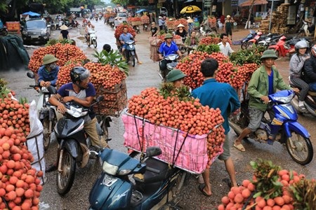 Vải đỏ đường Bắc Giang, nông dân lại bị ép giá - 1 Giữa tháng 6, huyện Lục Ngạn, Bắc Giang bắt đầu vào mùa thu hoạch vải thiều chính vụ ảnh