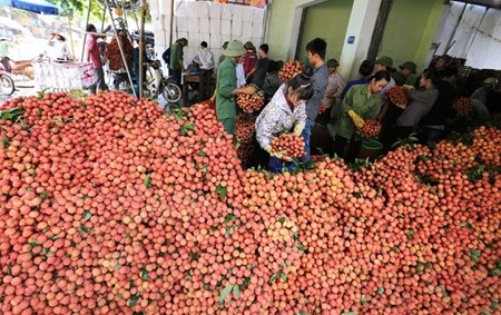 Vải đỏ đường Bắc Giang, nông dân lại bị ép giá - 12 Vải tập kết về điểm thu mua sẽ được phân loại để đóng thùng