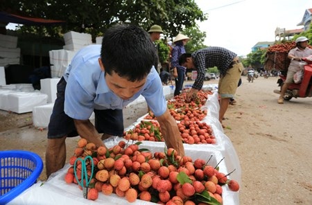 Vải đỏ đường Bắc Giang, nông dân lại bị ép giá - 13 Vải tập kết về điểm thu mua sẽ được phân loại để đóng thùng
