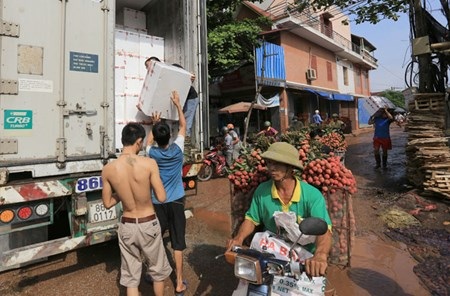 Vải đỏ đường Bắc Giang, nông dân lại bị ép giá - 14 Trung bình mỗi ngày các điểm cân đóng được 10-15 tấn vải tươi