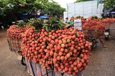 Vải đỏ đường Bắc Giang, nông dân lại bị ép giá - 15 Trung bình mỗi ngày các điểm cân đóng được 10-15 tấn vải tươi