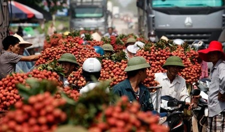Vải đỏ đường Bắc Giang, nông dân lại bị ép giá - 2 Giữa tháng 6, huyện Lục Ngạn, Bắc Giang bắt đầu vào mùa thu hoạch vải thiều chính vụ ảnh
