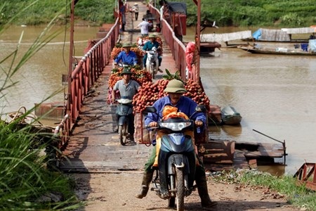 Vải đỏ đường Bắc Giang, nông dân lại bị ép giá - 3 Từ sáng sớm, người dân từ khắp các xã trong huyện chở vải về các điểm thu mua