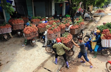 Vải đỏ đường Bắc Giang, nông dân lại bị ép giá - 4 Tại thị trấn Chũ có đến hàng trăm điểm cân của cả thương lái trong nước và Trung Quốc