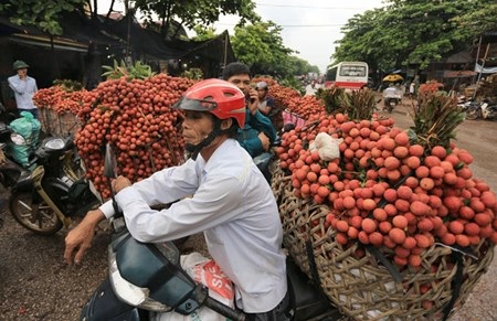 Vải đỏ đường Bắc Giang, nông dân lại bị ép giá - 5 Tại thị trấn Chũ có đến hàng trăm điểm cân của cả thương lái trong nước và Trung Quốc