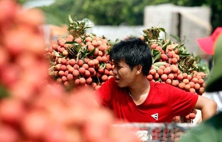 Vải đỏ đường Bắc Giang, nông dân lại bị ép giá - 9 Một người nông dân tần ngần chưa muốn bán vải vì bị trả giá thấp.