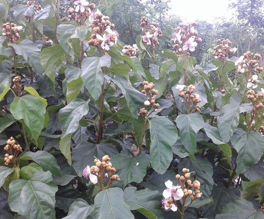 Hạt ca-ri rớt giá 10 lần, nông dân chặt bỏ cây - 1 Cây ca-ri không còn hấp dẫn với nông dân vì giá quá thấp