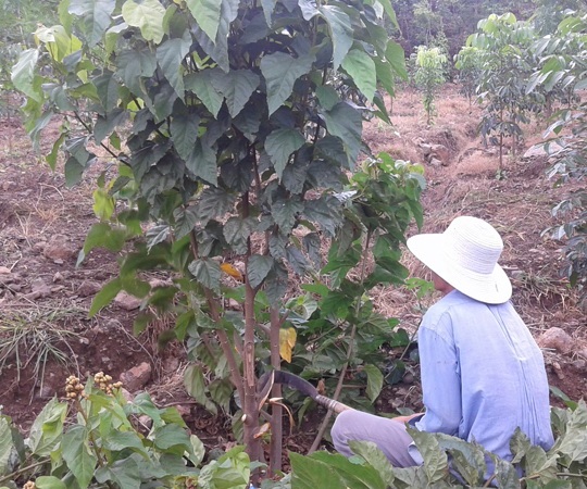 Hạt ca-ri rớt giá 10 lần, nông dân chặt bỏ cây - 2 Anh Hạn chặt bỏ nhánh lá để dùng làm cột tiêu