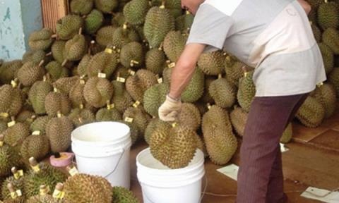 Thương lái mua sầu riêng non giá cao để nhúng thuốc - 1 Sầu riêng non được nhúng thuốc chỉ sau 2 ngày là chín vàng, ngon