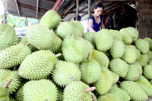 Thực hư chuyện bán sầu riêng non - 1 Thực hư chuyện bán sầu riêng non