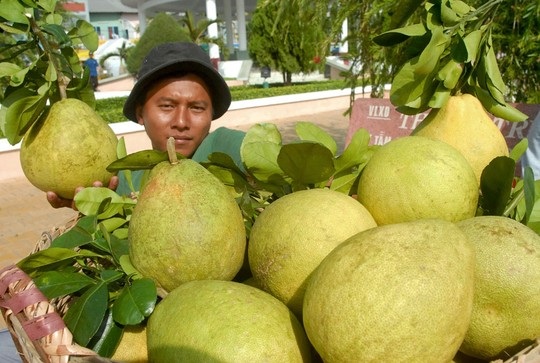 Vương quốc trái cây vào mùa