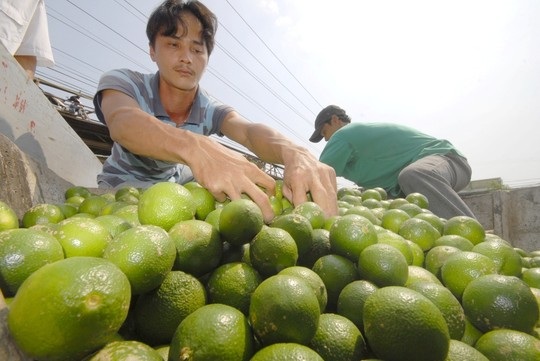 Nông dân thu hoạch khóm Cầu Đúc ở Hậu Giang.