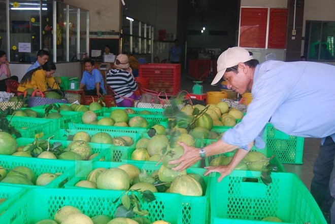 "Bài toán" trái cây Việt Nam: Thừa lượng nhưng vẫn thiếu chất - 2 Bưởi da xanh Bến Tre. (Ảnh: Văn Trí/TTXVN)