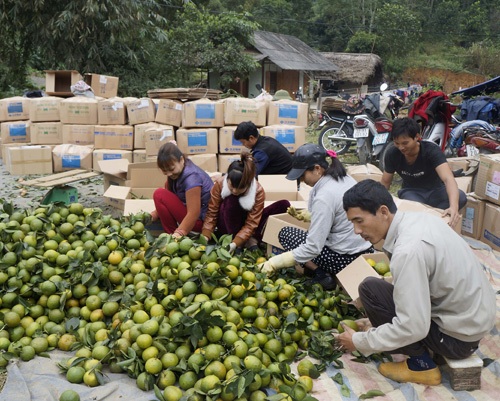 Trồng cam làm giàu - 1 Thu hái cam ở xã Phù Lưu, huyện Hàm Yên.
